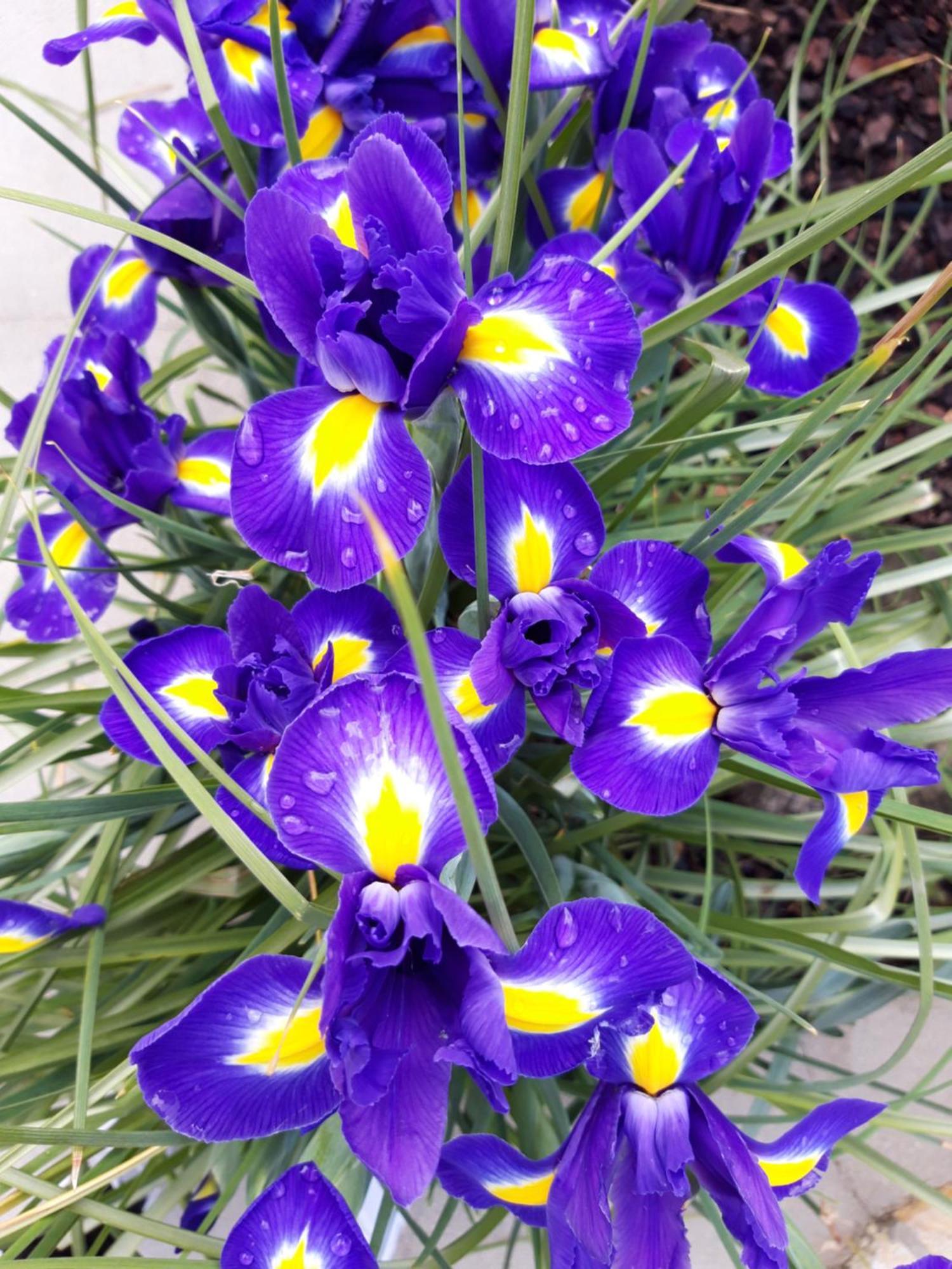 Iris Apartment Mlini Pokój zdjęcie
